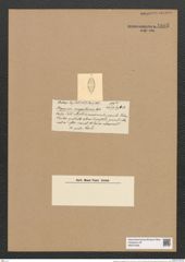 Plagiogramma margaritacum Grev. (de-Toni-Nr.: Genus 83, Species 2904) Zeichnungen Sammlung Grunow Nr. 5895 (NHMW-BOT-W0374350)